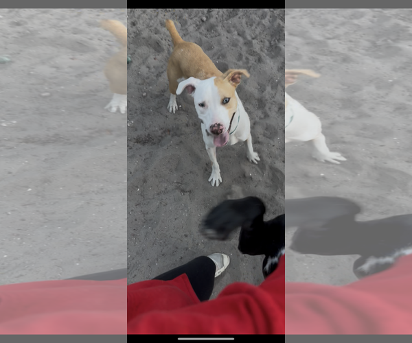 Medium Photo #17 Catahoula Leopard Dog-Unknown Mix Puppy For Sale in Sanford, FL, USA