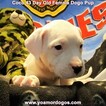 Small Photo #109 Dogo Argentino Puppy For Sale in JANE, MO, USA