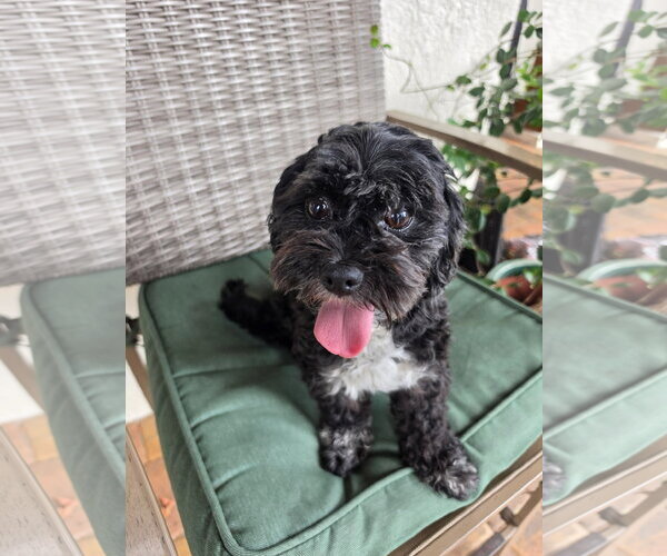 Medium Photo #4 Maltese-Unknown Mix Puppy For Sale in Valrico, FL, USA
