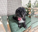 Small #3 Maltese Mix