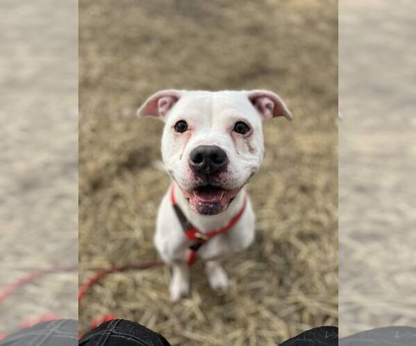 Medium Photo #3 Mutt Puppy For Sale in Crete, IL, USA