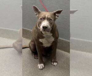 Mutt Dogs for adoption in Las Vegas, NV, USA