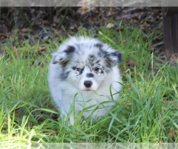 Medium Photo #24 Australian Shepherd Puppy For Sale in ACTON, CA, USA
