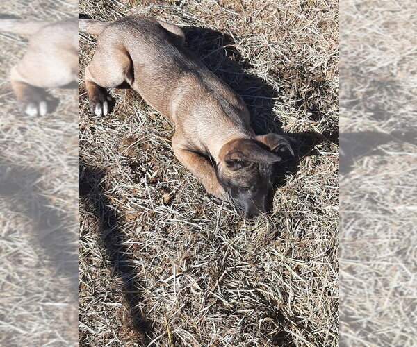 Medium Photo #3 German Shepherd Dog-Unknown Mix Puppy For Sale in Imlay City, MI, USA