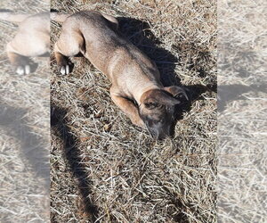 Animaniacs Litter - Mindi - Located in El Paso, TX - Female German Shepherd Dog-Unknown Mix Dog for Adoption - Photo #3