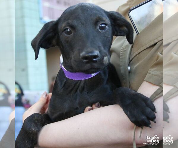Medium Photo #4 Labrador Retriever-Unknown Mix Puppy For Sale in Washington, DC, USA