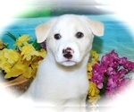 Small Photo #3 Shepradors Puppy For Sale in HAMMOND, IN, USA