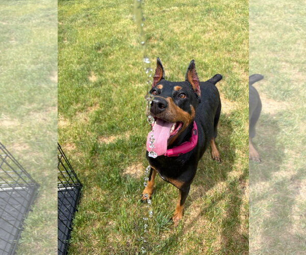 Medium Photo #2 Doberman Pinscher Puppy For Sale in Buffalo, MN, USA