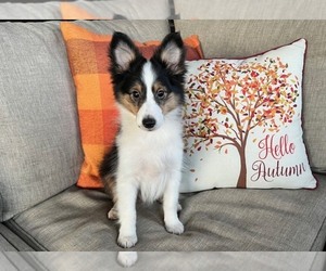 Shetland Sheepdog Puppy for sale in KINGSPORT, TN, USA