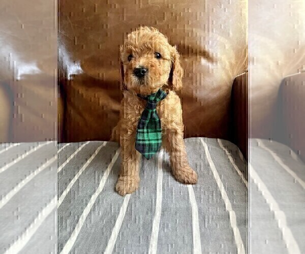Medium Photo #1 Goldendoodle (Miniature) Puppy For Sale in JENKS, OK, USA
