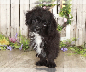 Zuchon Puppy for sale in MOUNT VERNON, OH, USA