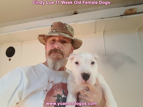 Medium Photo #129 Dogo Argentino Puppy For Sale in PINEVILLE, MO, USA