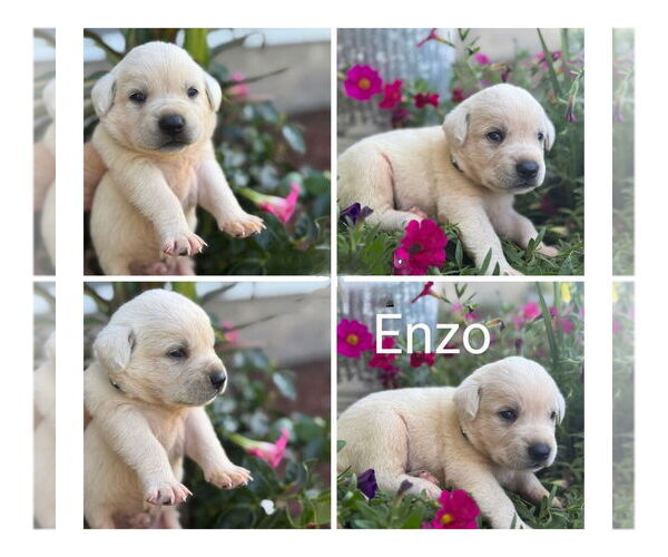 Medium Photo #4 Golden Retriever-Unknown Mix Puppy For Sale in Vail, AZ, USA