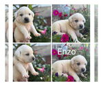 Small #3 Golden Retriever Mix