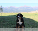 Small Photo #4 Bernese Mountain Dog Puppy For Sale in WESTCLIFFE, CO, USA