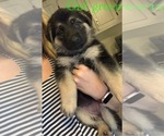 Small Photo #9 German Shepherd Dog Puppy For Sale in CLAREMONT, NC, USA