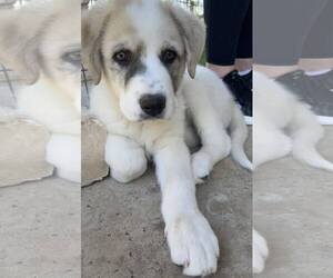 Great Pyrenees Dogs for adoption in Bend, OR, USA