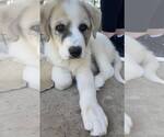 Small Anatolian Shepherd-Great Pyrenees Mix