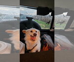 Small #3 American Eskimo Dog