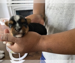 Morkie-Yorkshire Terrier Mix Puppy for sale in SOUTHGATE, MI, USA