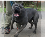 Small Photo #12 Cane Corso Puppy For Sale in HOLTVILLE, CA, USA