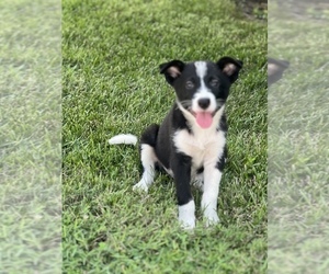 Australian Cattle Dog-Border Collie Mix Puppy for sale in CENTRALIA, IL, USA