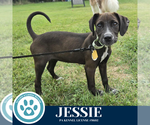 Small #1 Labrador Retriever Mix