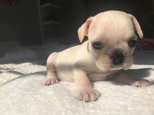 French Bulldog Puppy for sale in CHARLESTON, SC, USA