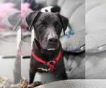 Small #14 Labrador Retriever Mix