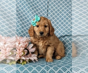 Goldendoodle (Miniature) Puppy for sale in KIRKWOOD, PA, USA