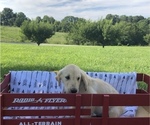 Small Photo #7 Golden Retriever Puppy For Sale in AUSTIN, KY, USA