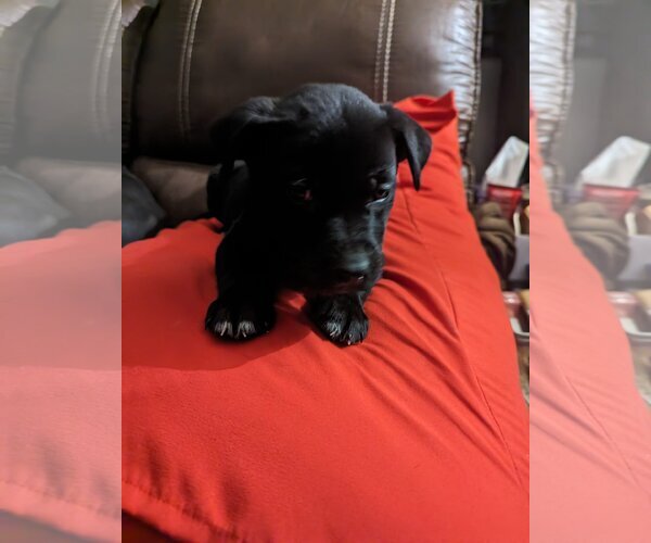 Medium Photo #5 Labrador Retriever-Unknown Mix Puppy For Sale in Cottage Grove, MN, USA
