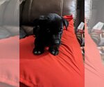 Small #4 Labrador Retriever Mix
