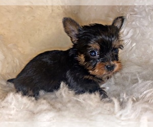 Yorkshire Terrier Puppy for sale in LOCUST GROVE, GA, USA