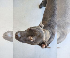 Labrador Retriever-Unknown Mix Dogs for adoption in Hilton Head, SC, USA