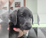 Puppy Buckeye Labrador Retriever