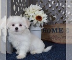 Small #3 Shih Tzu