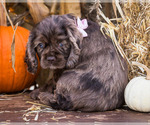 Small Photo #15 Cocker Spaniel Puppy For Sale in WAKARUSA, IN, USA
