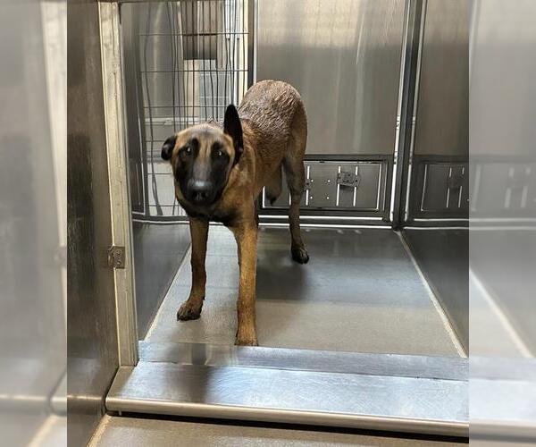 Medium Photo #1 Mutt Puppy For Sale in Modesto, CA, USA