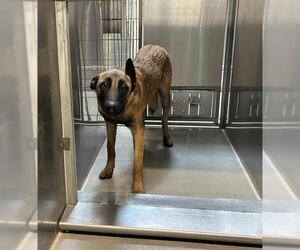 Mutt Dogs for adoption in Modesto, CA, USA