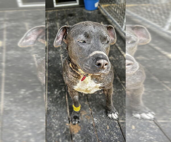 Medium Photo #2 American Pit Bull Terrier-Unknown Mix Puppy For Sale in Boston, MA, USA