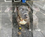 Small #1 American Pit Bull Terrier Mix