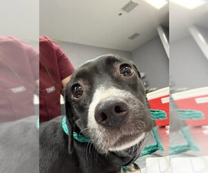 Chihuahua-Unknown Mix Dogs for adoption in Riverside, CA, USA