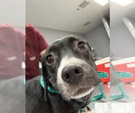 SALLY - Female Chihuahua-Unknown Mix Dog for Adoption - Small photo