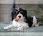Puppy Nick Cavalier King Charles Spaniel