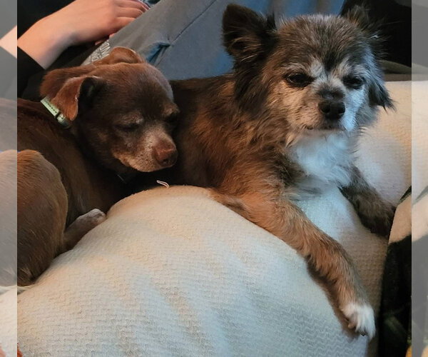 Medium Photo #2 Chihuahua-Unknown Mix Puppy For Sale in New London, WI, USA