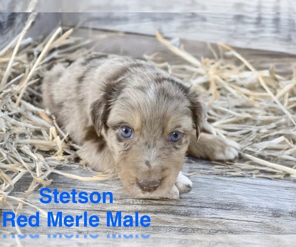 Medium Photo #4 Australian Shepherd Puppy For Sale in WILLIAMS, AZ, USA