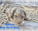 Small #3 Australian Shepherd