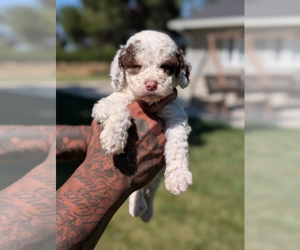 Medium Photo #1 Bernedoodle-Cavapoo (Miniature) Mix Puppy For Sale in SACRAMENTO, CA, USA