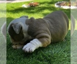 Small Photo #5 Bulldog Puppy For Sale in STOCKBRIDGE, GA, USA
